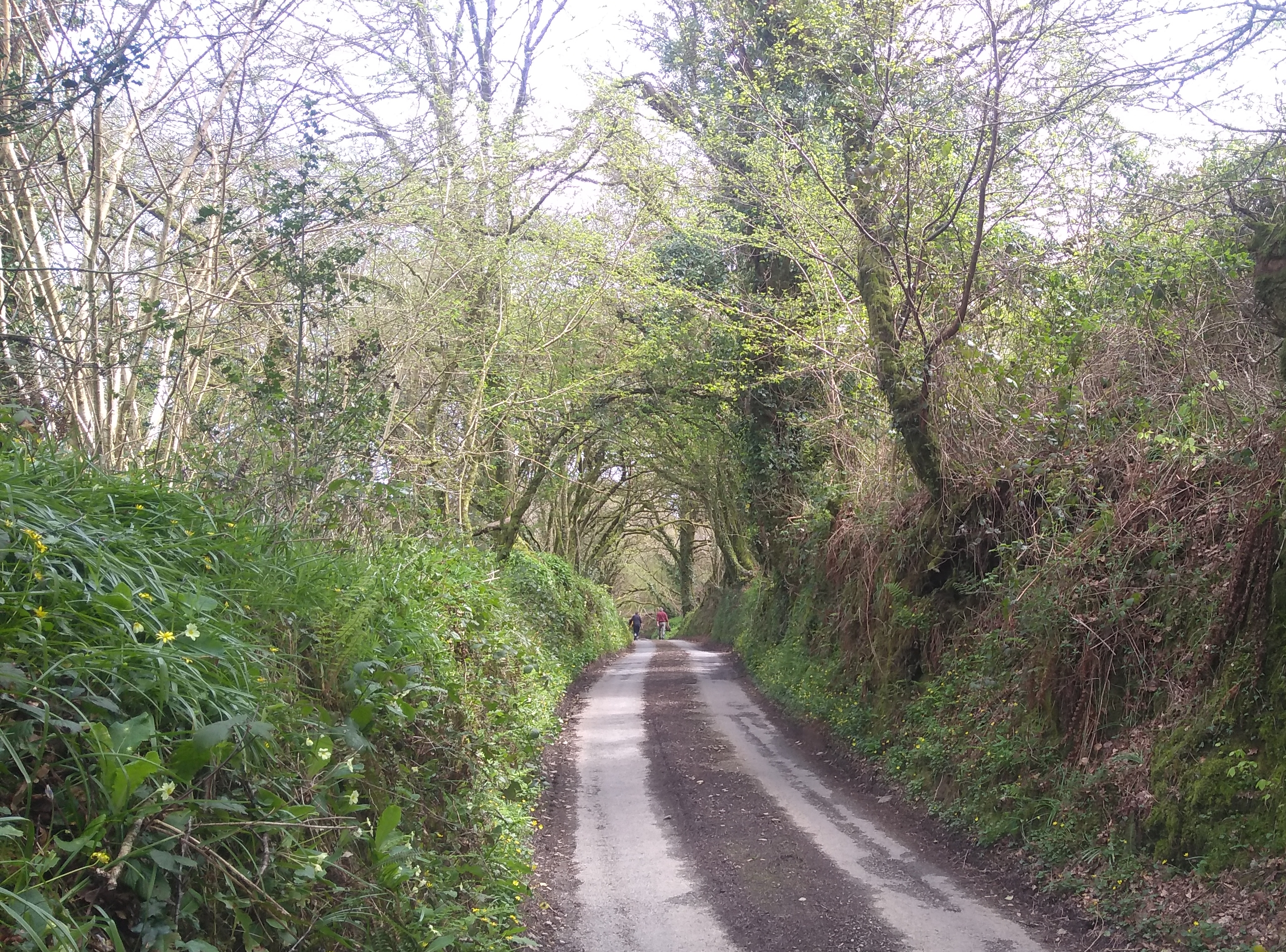 Road with overhanging trees