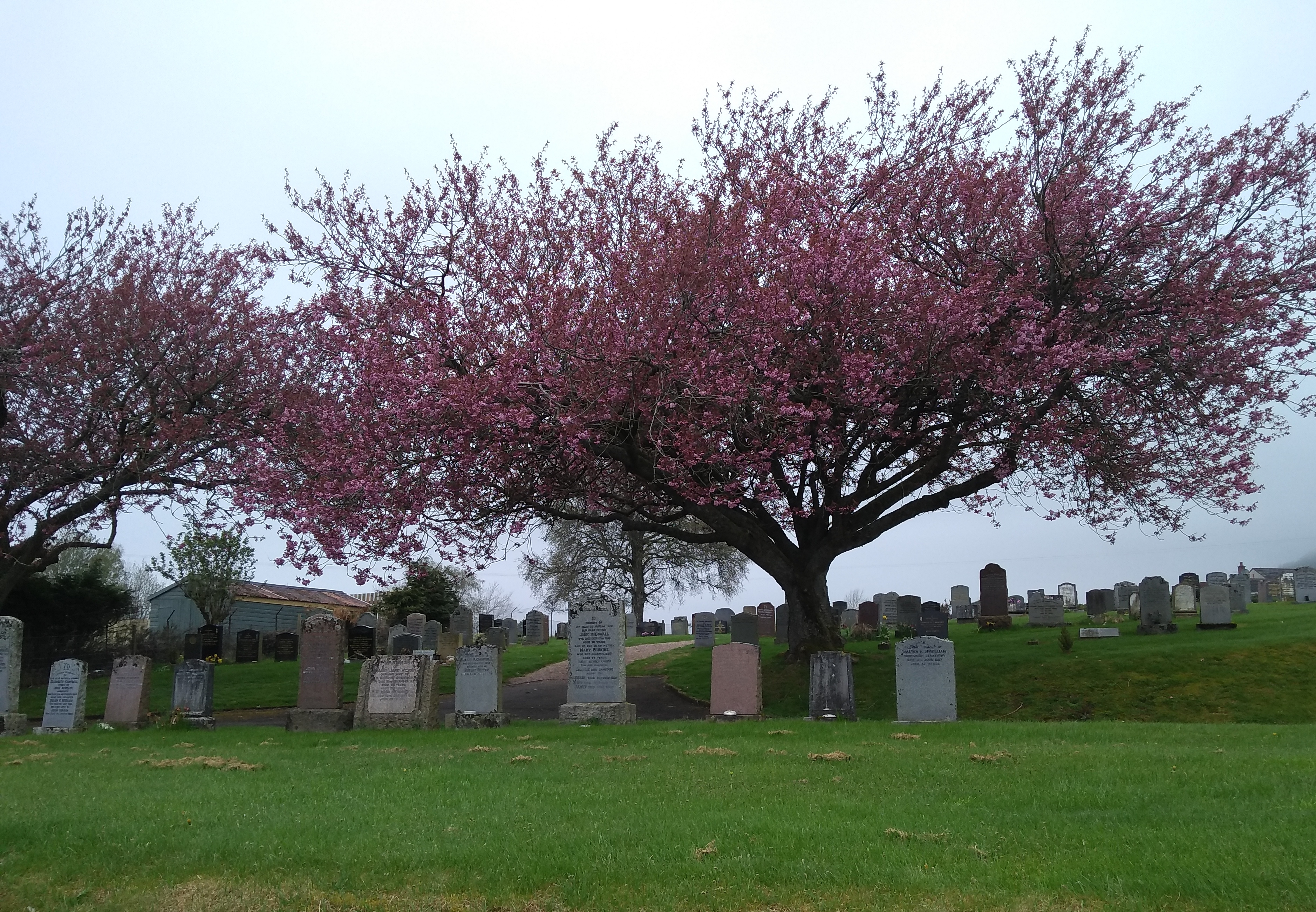 Blooming cherry tree in a little graveyard