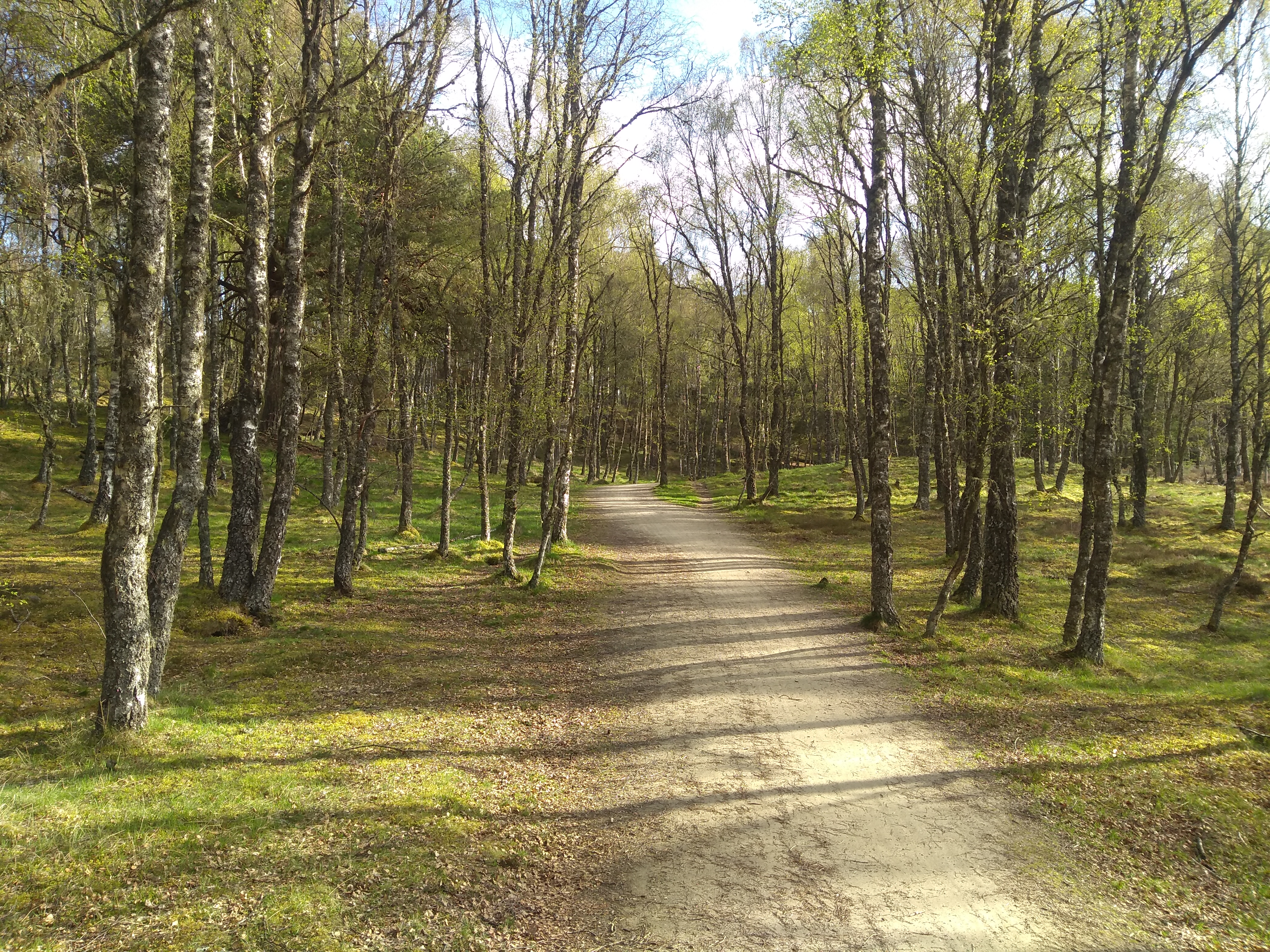 Bike path through woodland