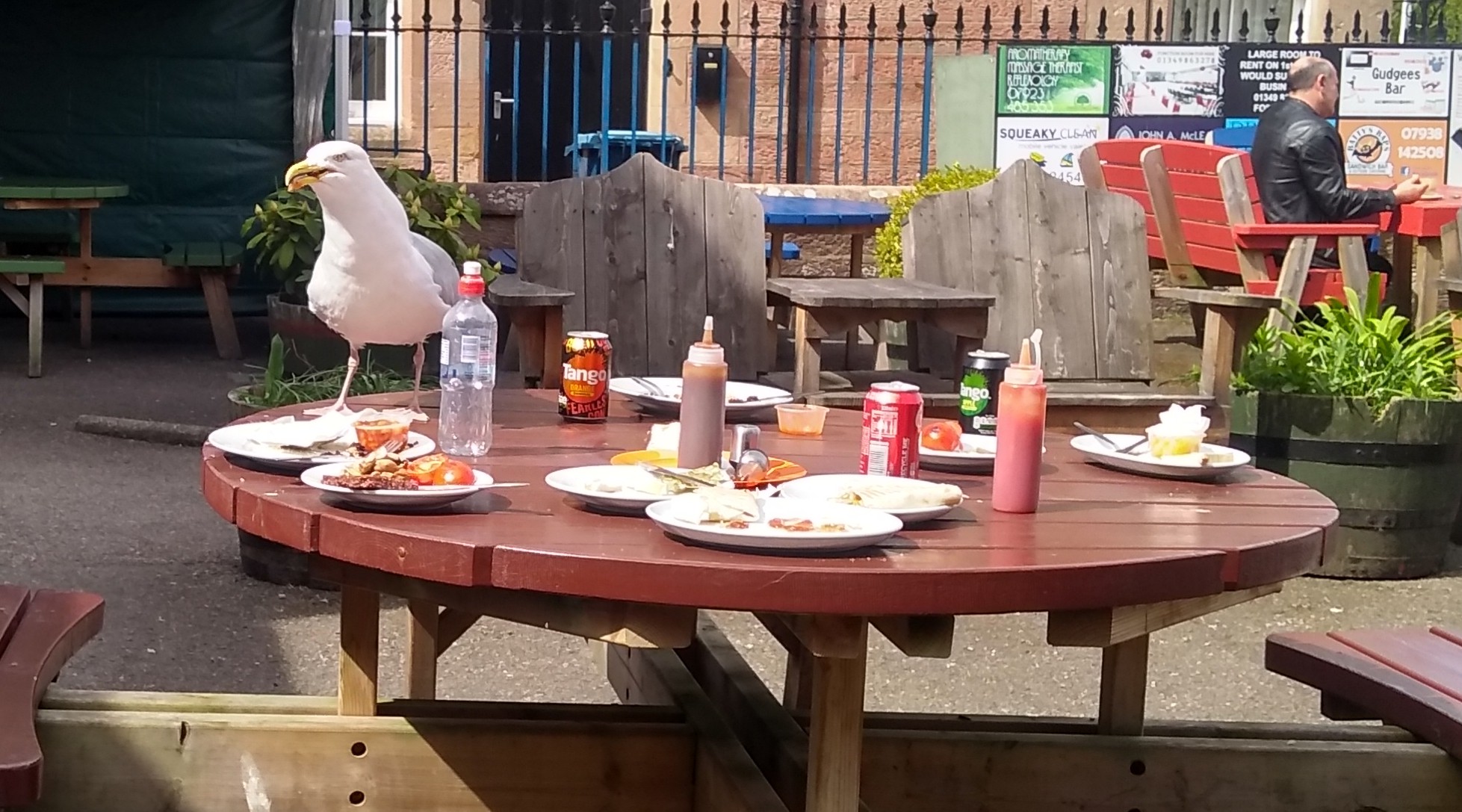 Picnic table with food leftovers and seagull
