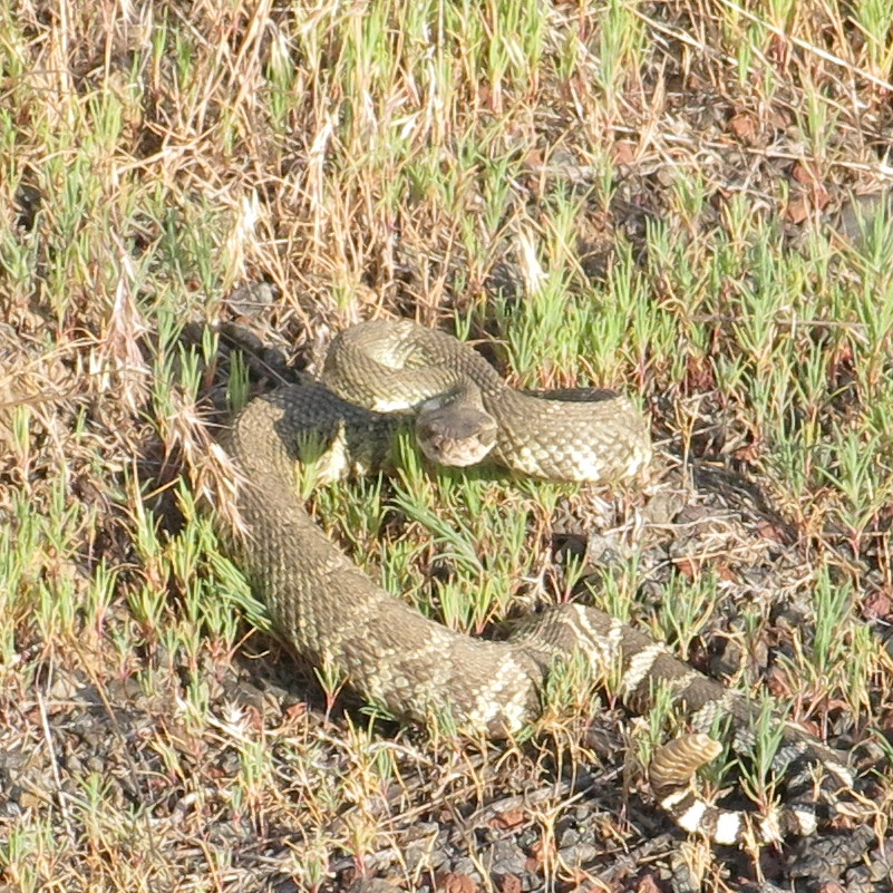 Rattlesnake looking/smelling at me!