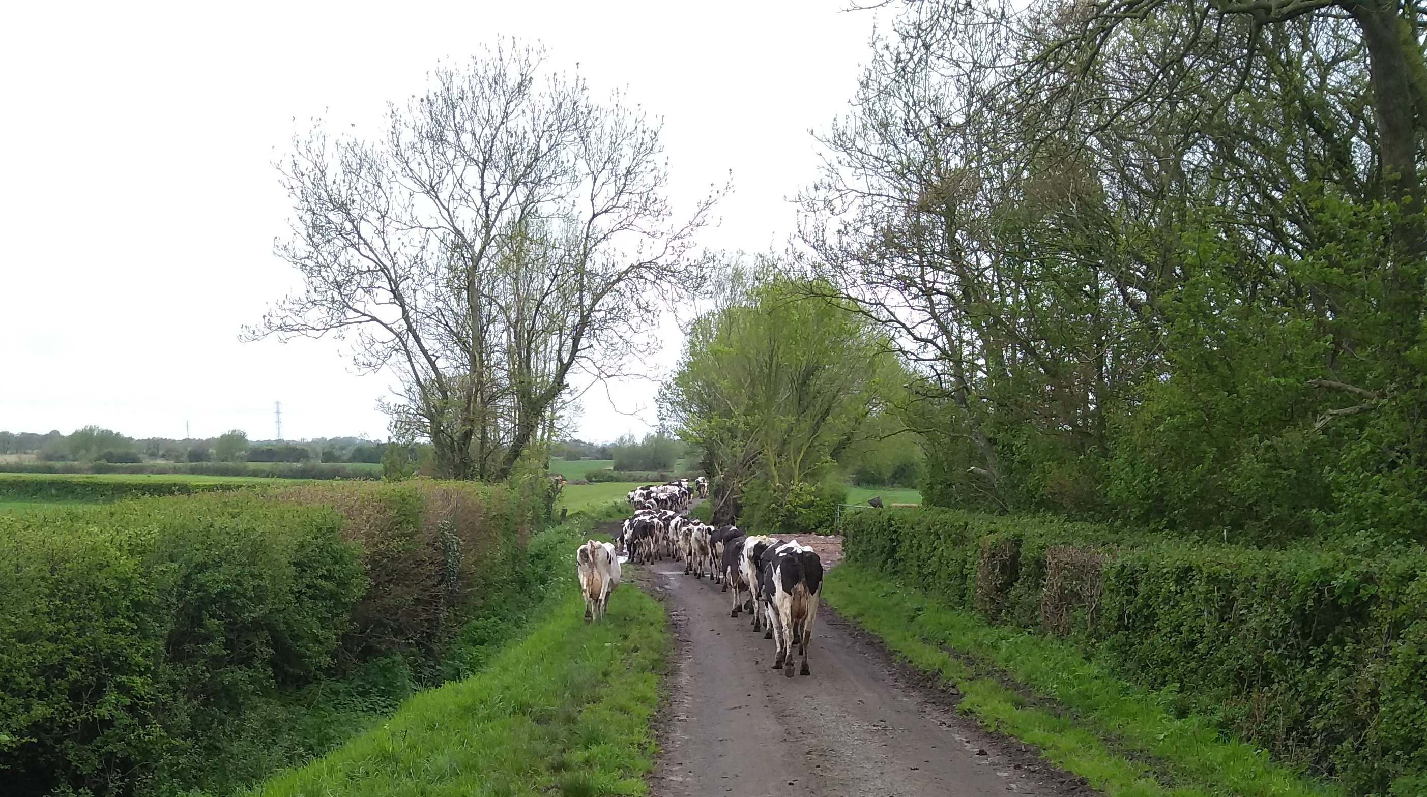 Cows on the road