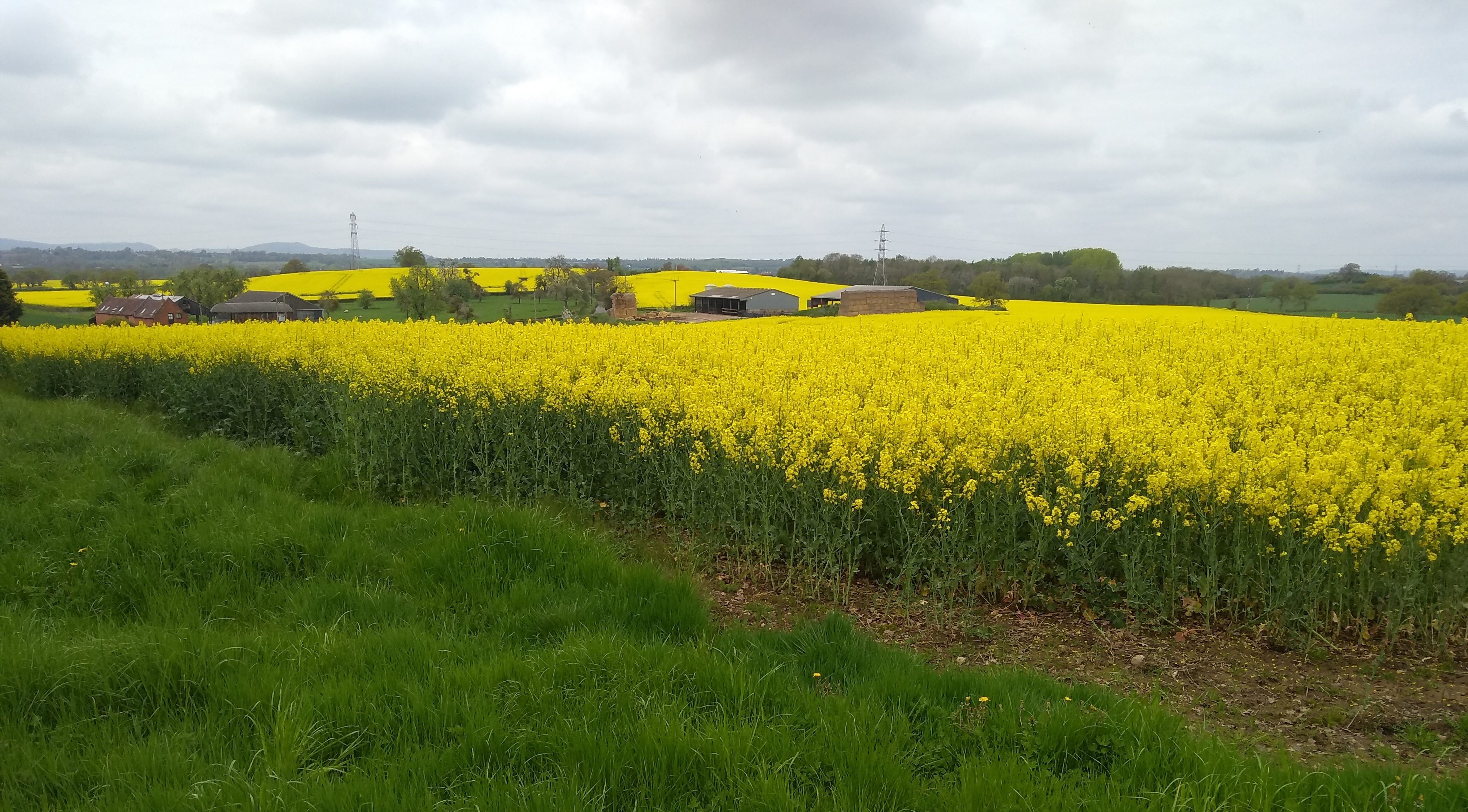 Fields of oilseed rape in flower