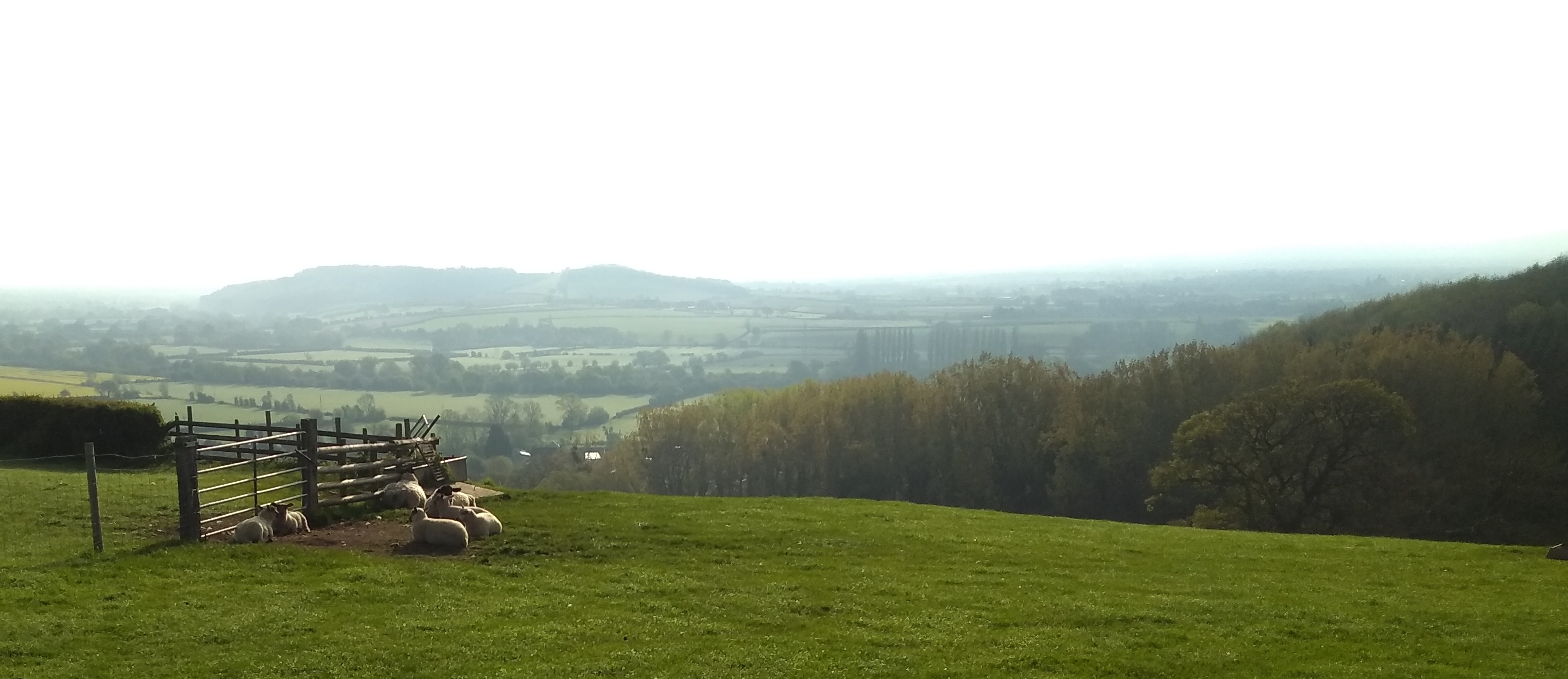 Pastures and sheep