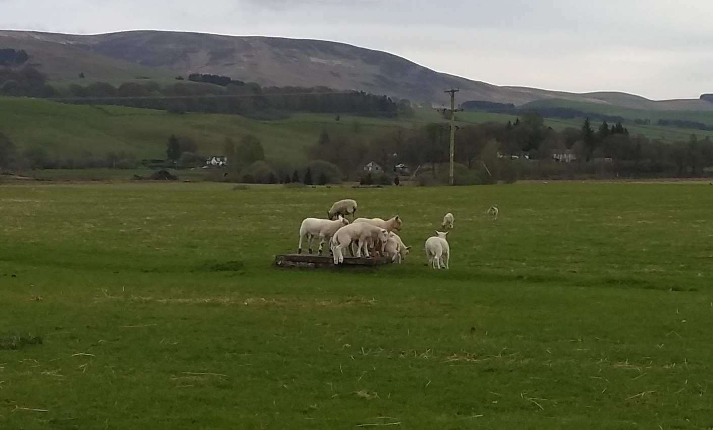 Lambs in a field