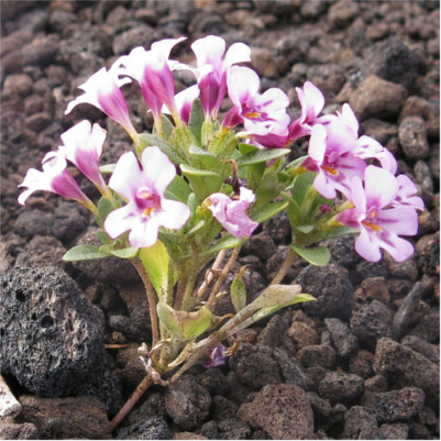 Flowers at Craters of the Moon Nat Mon