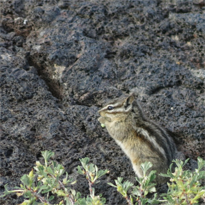 Chipmunk at Craters of the Moon Nat Mon