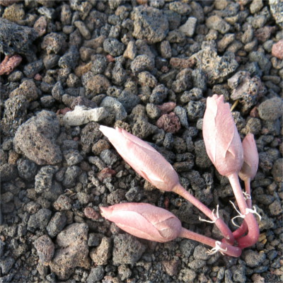 Flowers at Craters of the Moon Nat Mon