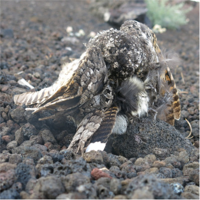 Dead bird at Craters of the Moon Nat Mon
