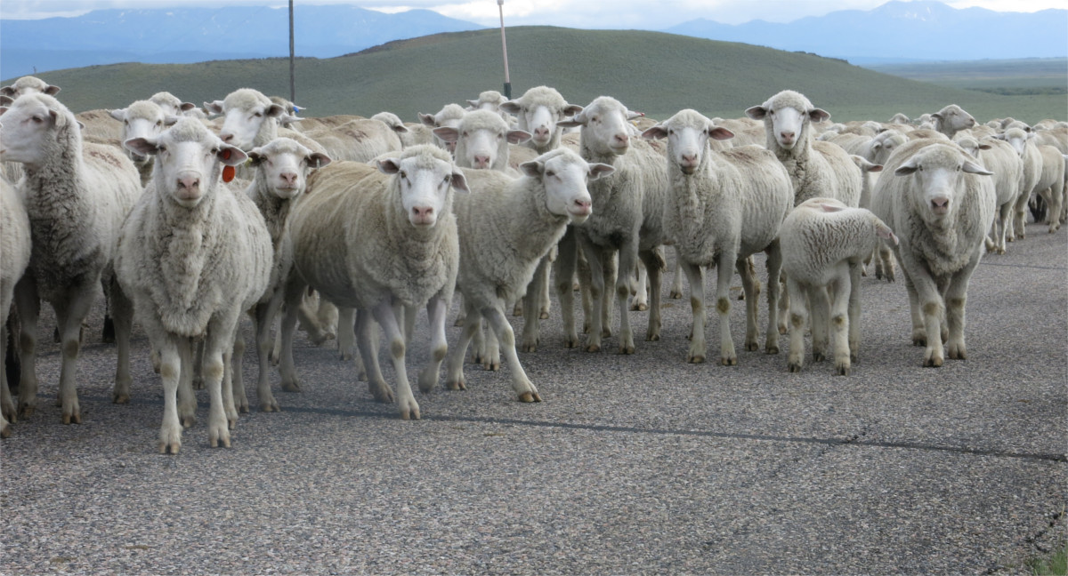 Some of 2000 sheep