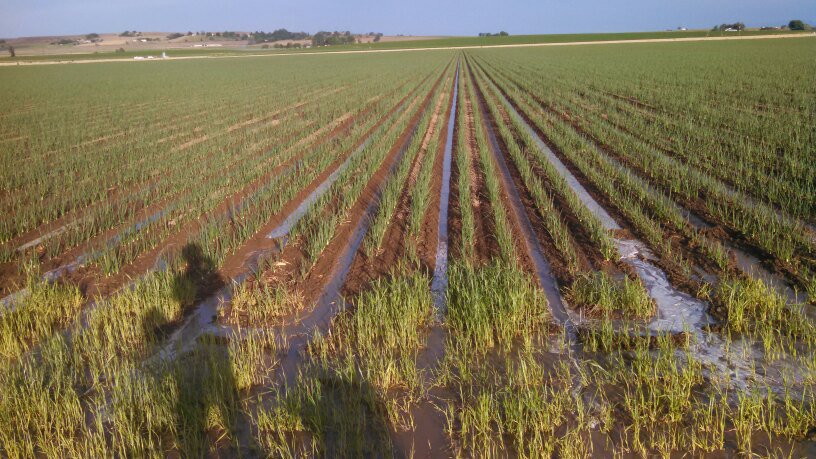 Crops near Nyssa