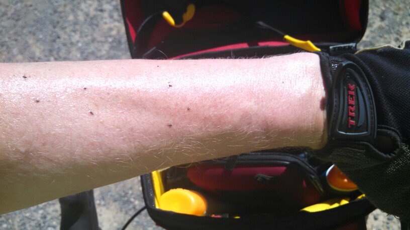 Flies on sunscreen and sweat