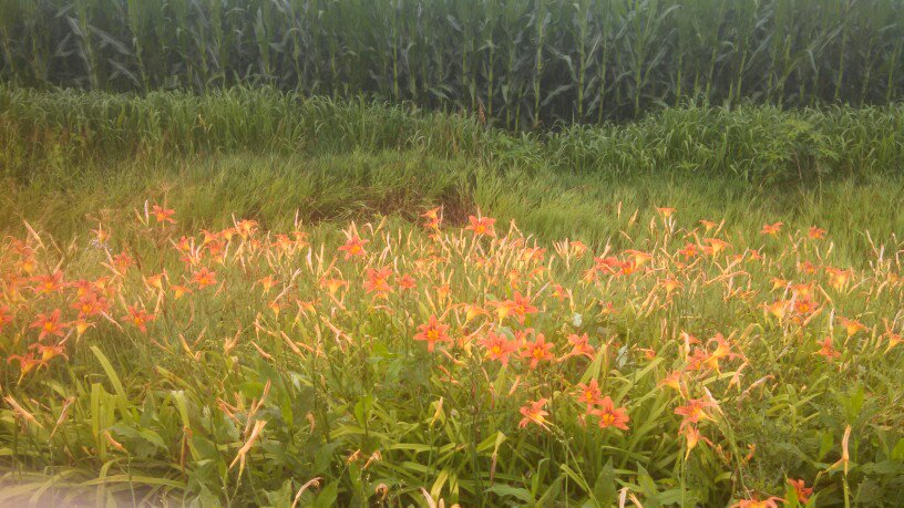 Daylilies