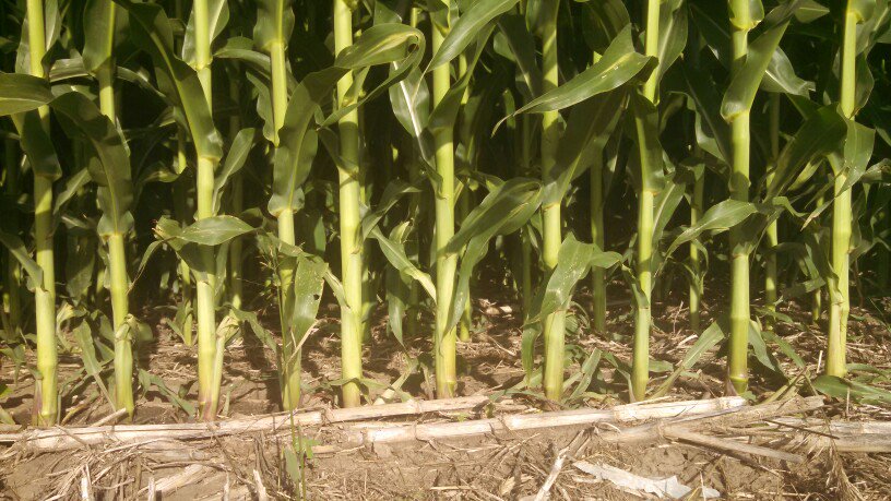 Precision corn planting
