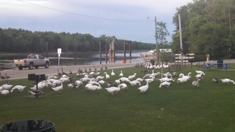 Geese at Henry, IL