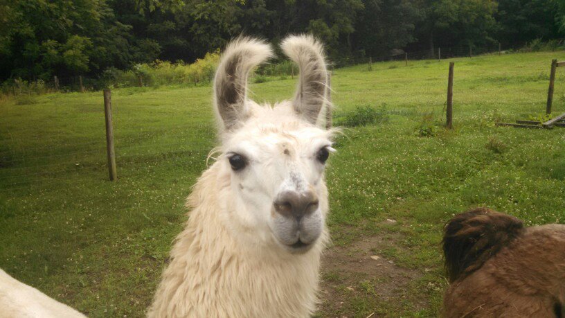 Llama