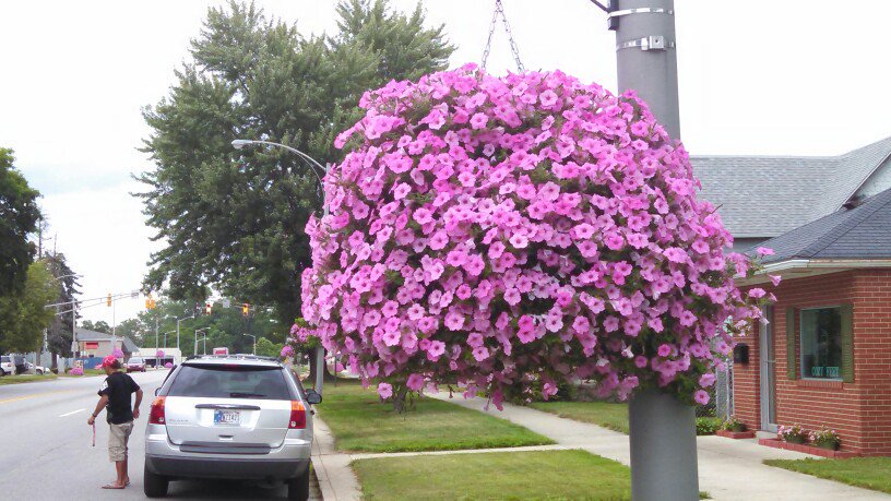 Flowers in Logansport, IN