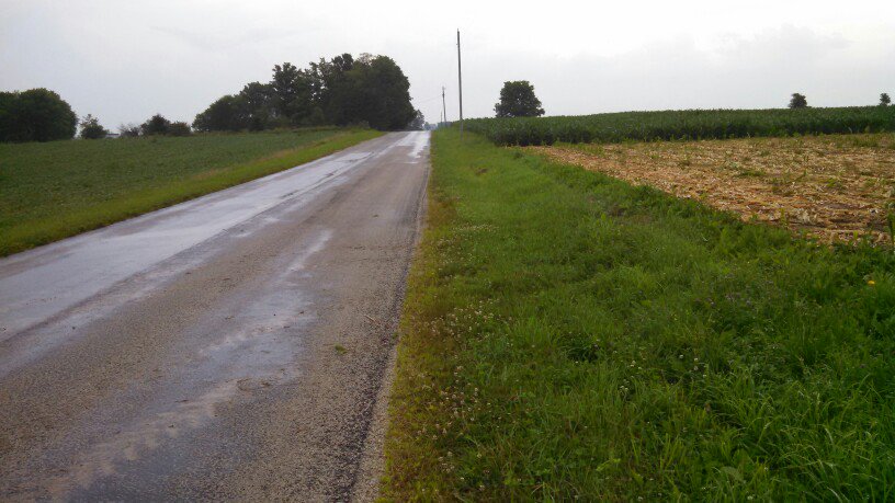 Trees amid the corn and soy